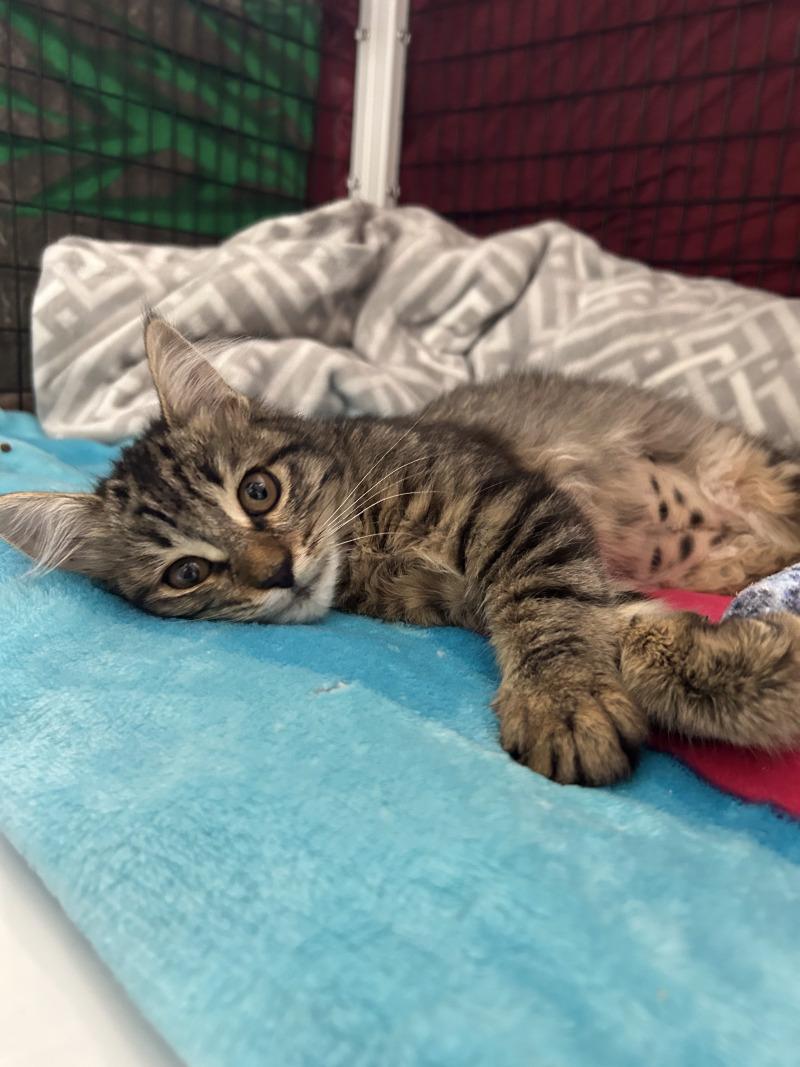 Enlarge Sugar Bear, a Adoptable Domestic Medium Hair in Diamond Springs, CA image 6/6