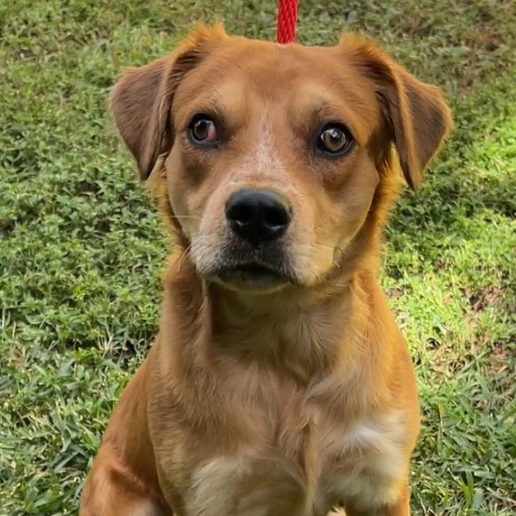 Enlarge Gillis 5454, a Adoptable Mixed Breed in Boca Raton, FL image 1/1