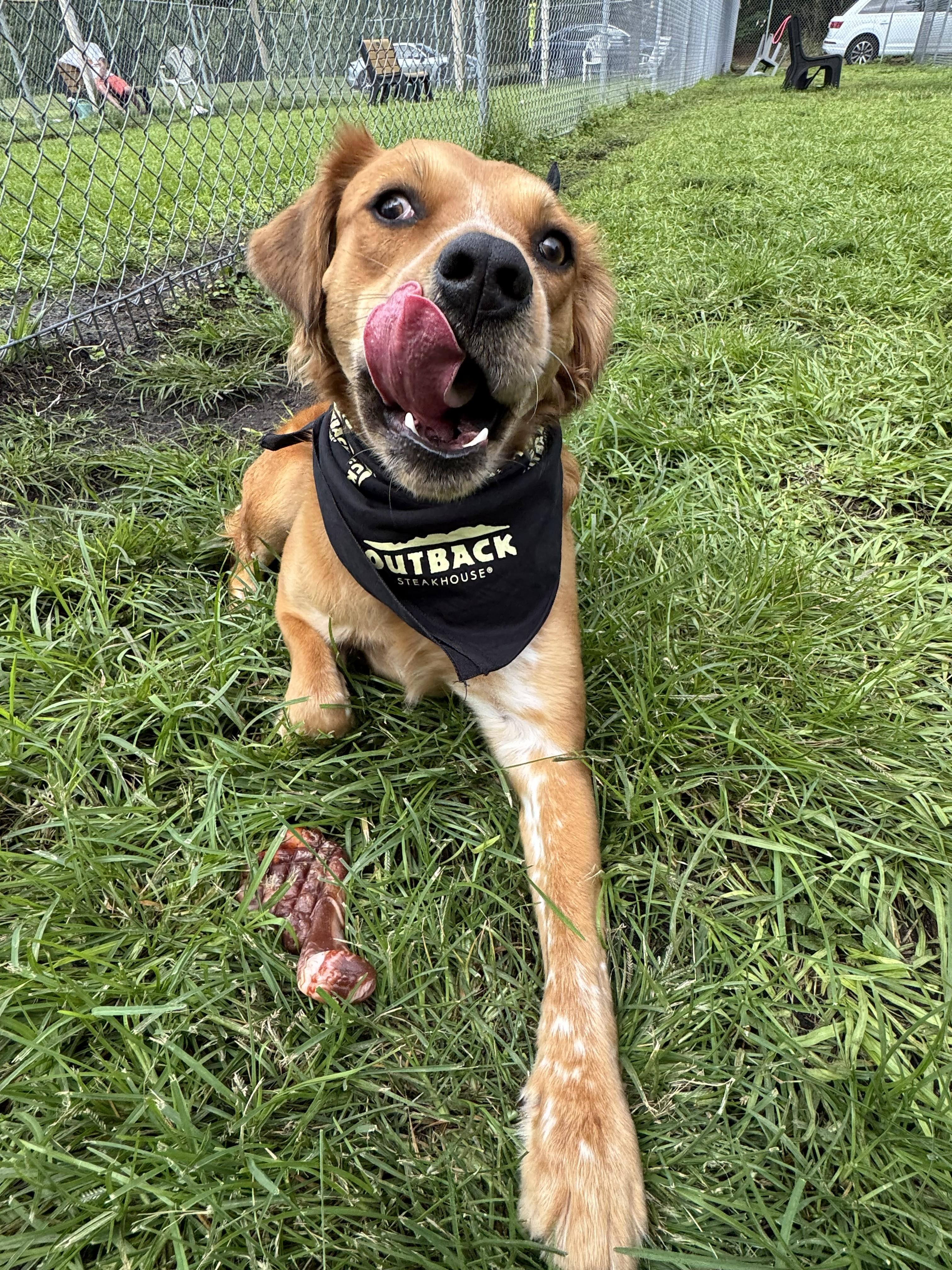 Enlarge Gillis 5454, a Adoptable mixed breed in Boca Raton, FL image 1/2