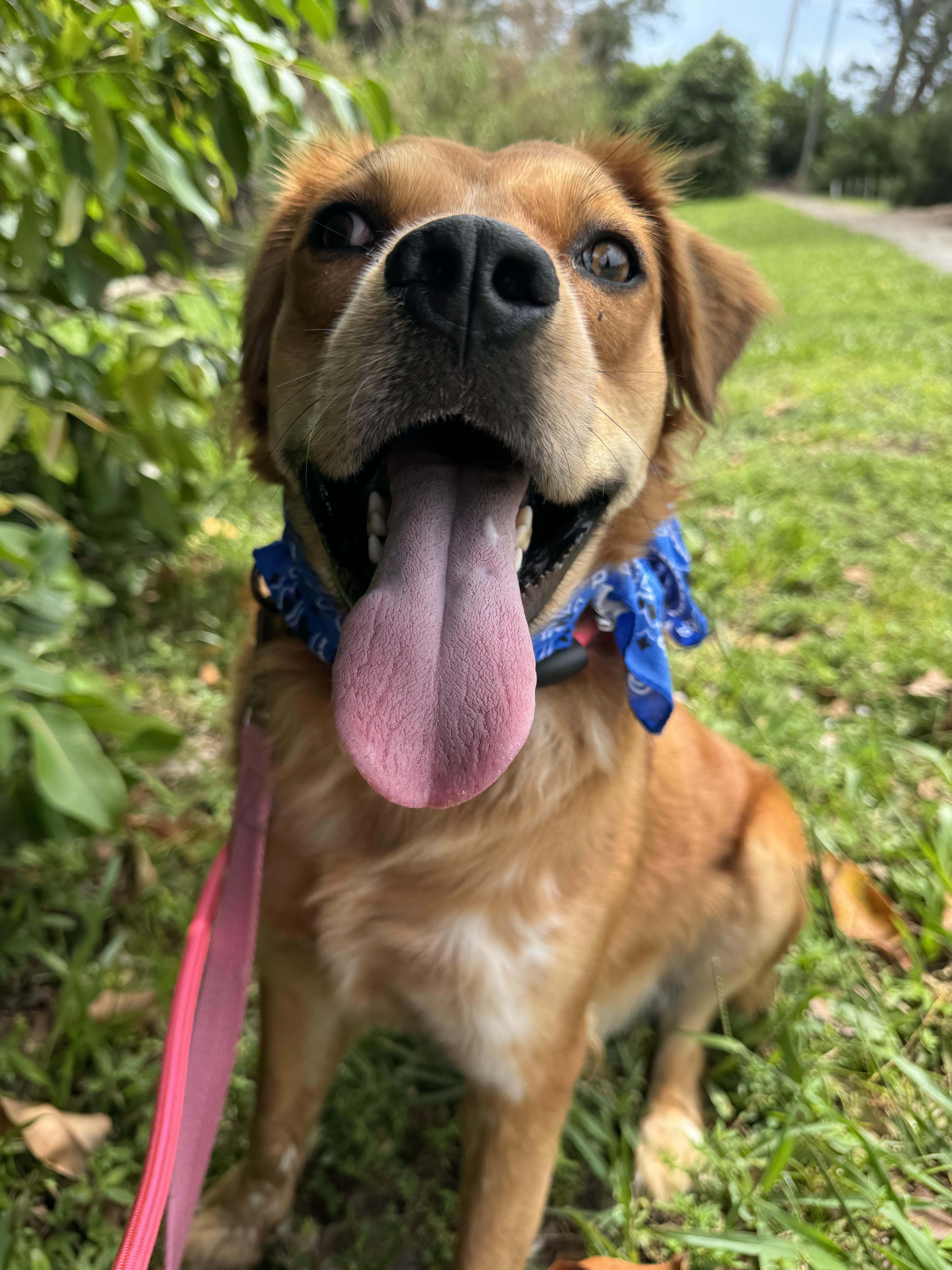 Enlarge Gillis 5454, a Adoptable mixed breed in Boca Raton, FL image 1/4