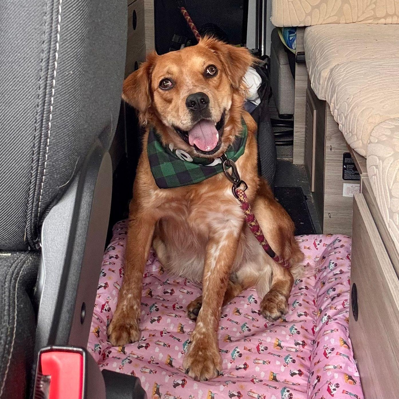 Enlarge Gillis 5454, a Adoptable mixed breed in Boca Raton, FL image 3/4