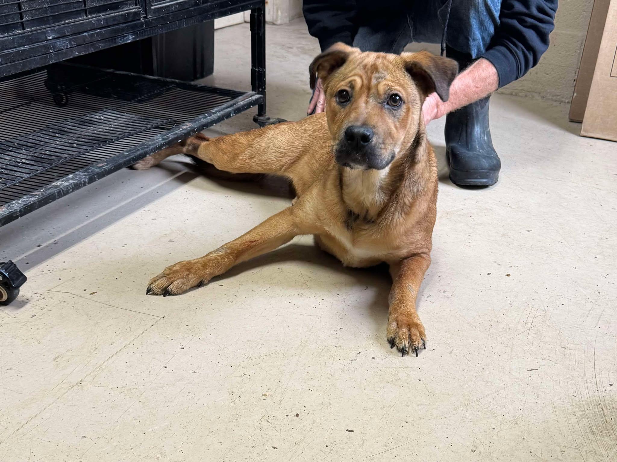 Enlarge Holly, a Adoptable mixed breed in Brownsville, TN image 1/1