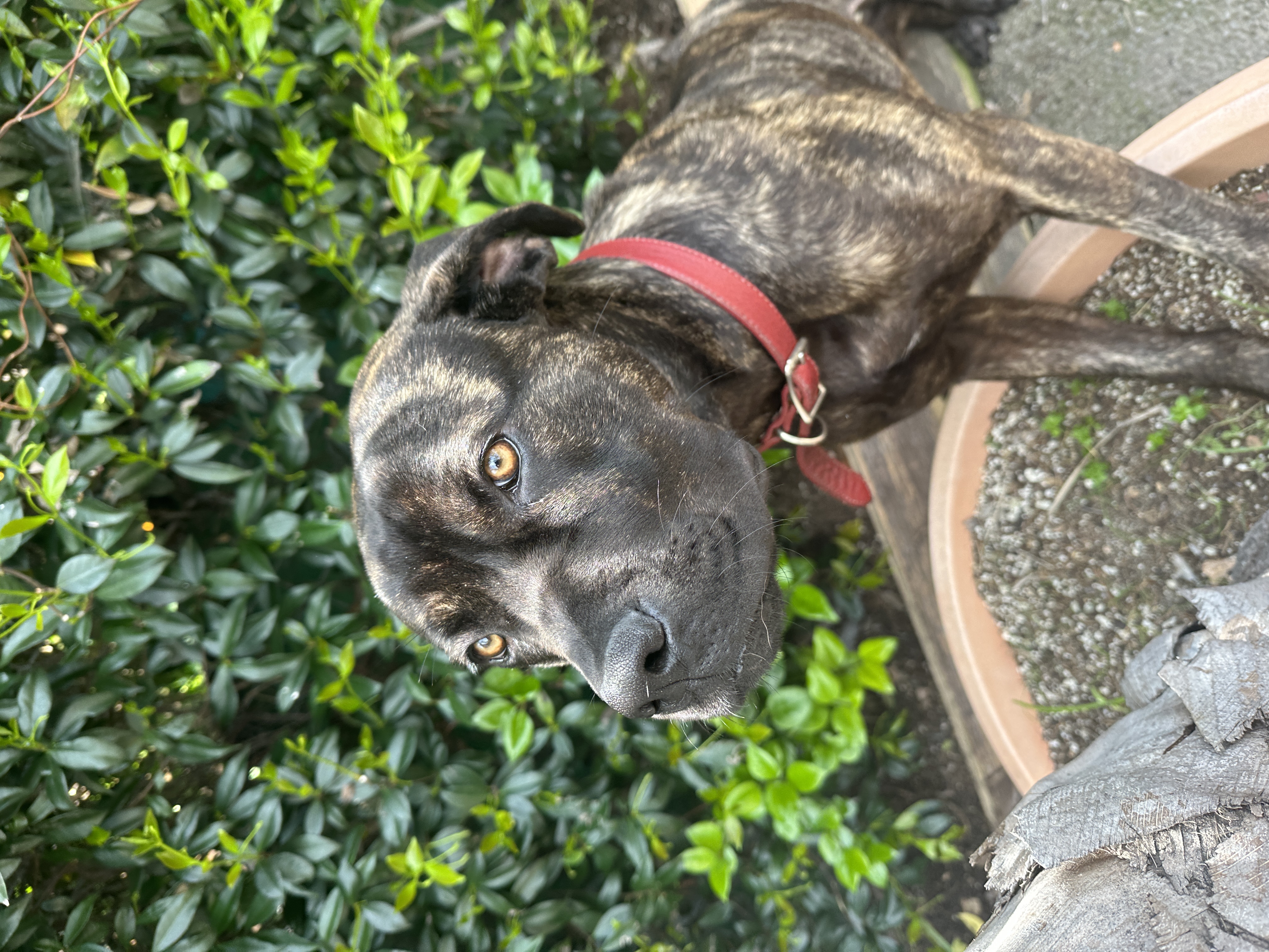 Bella Boo, Adopted, Young Female Mastiff.