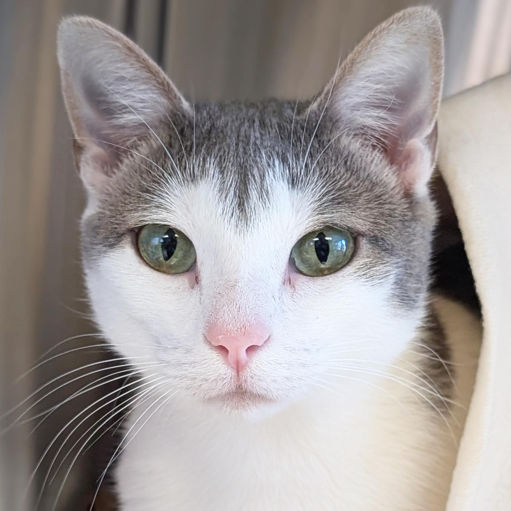 Spaghetti, ADOPTABLE, Young Female Domestic Short Hair.