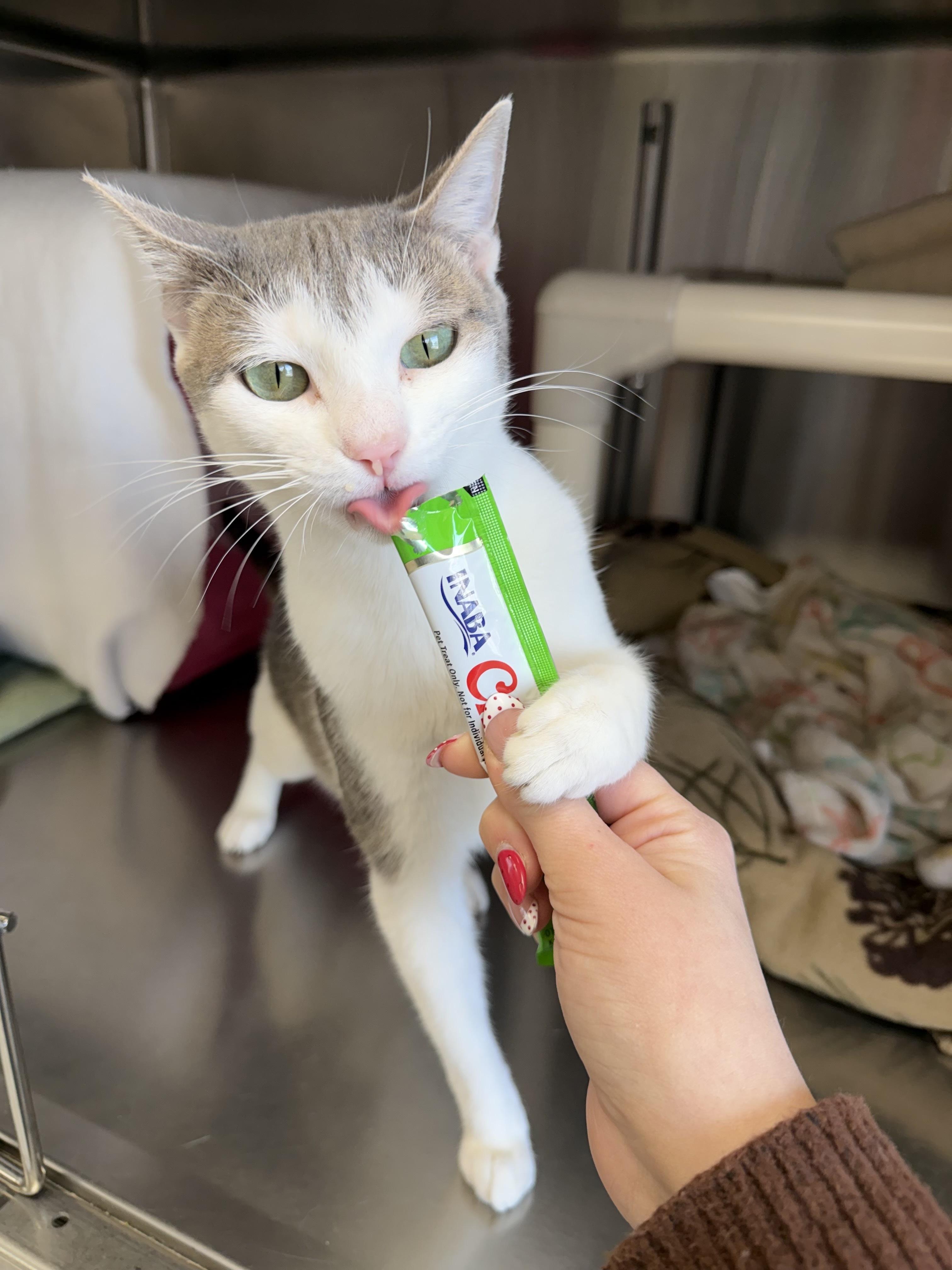 Enlarge Spaghetti, a ADOPTABLE Domestic Short Hair in Jefferson, WI image 2/6