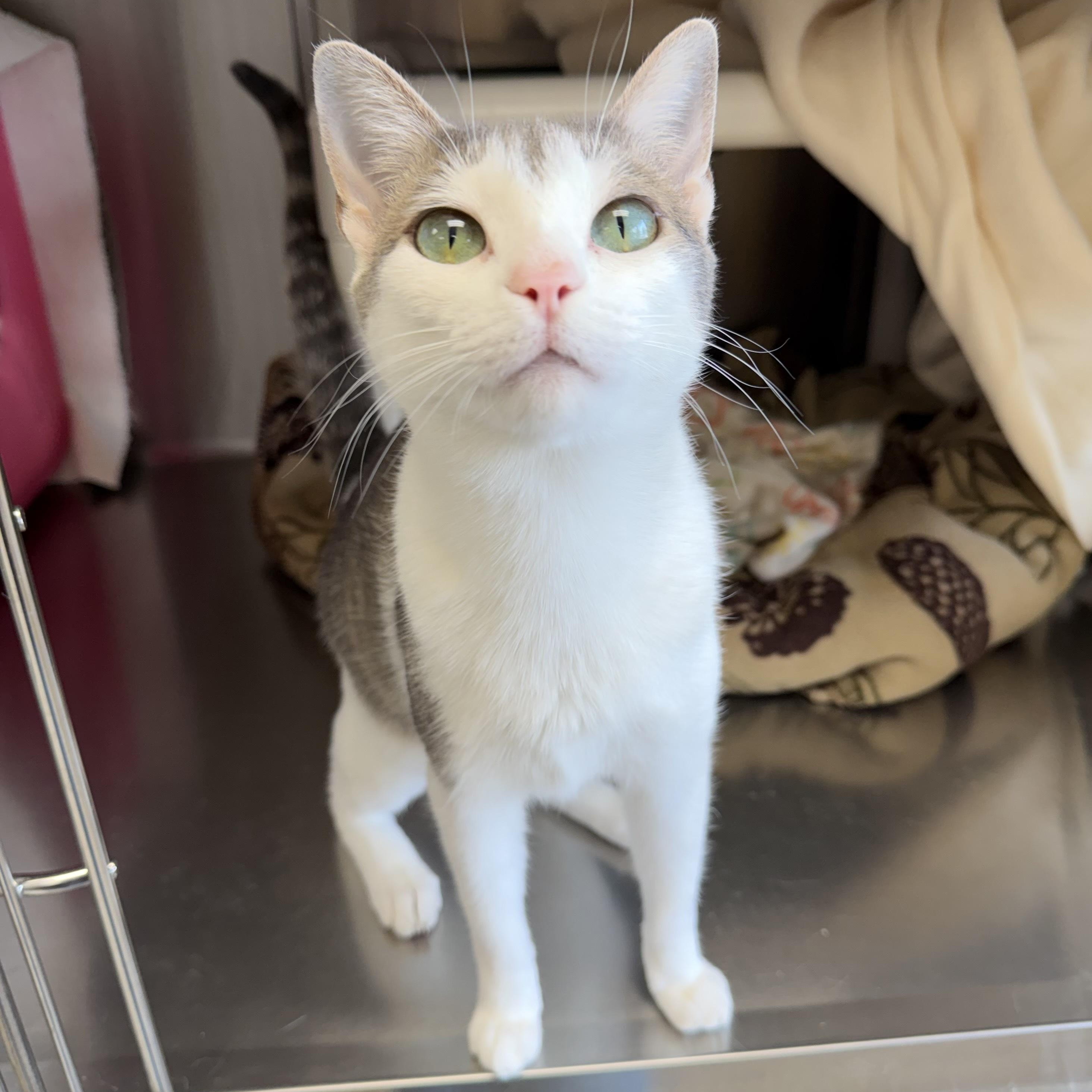 Enlarge Spaghetti, a ADOPTABLE Domestic Short Hair in Jefferson, WI image 6/6