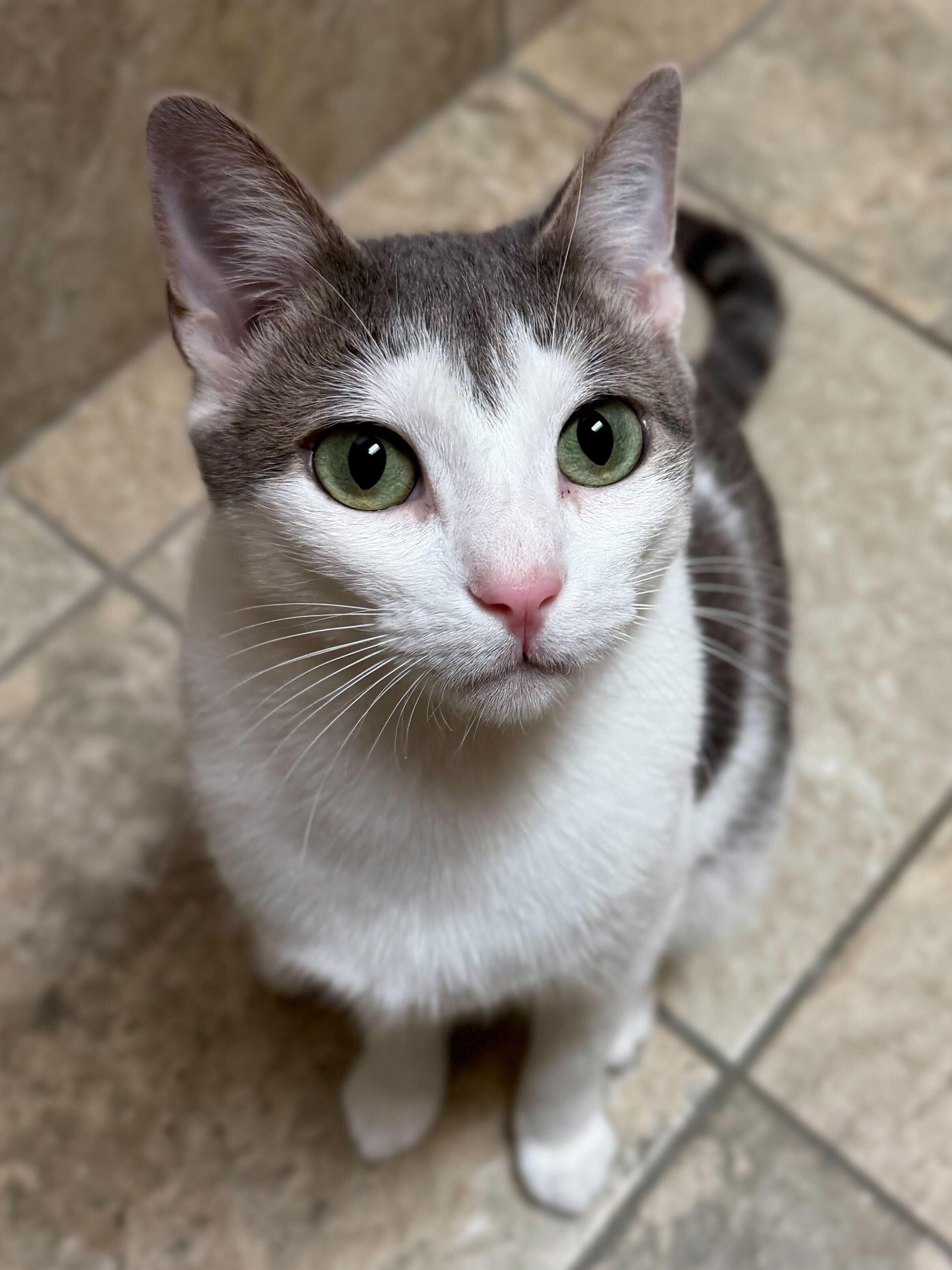 Enlarge Spaghetti, a ADOPTABLE Domestic Short Hair in Jefferson, WI image 5/6