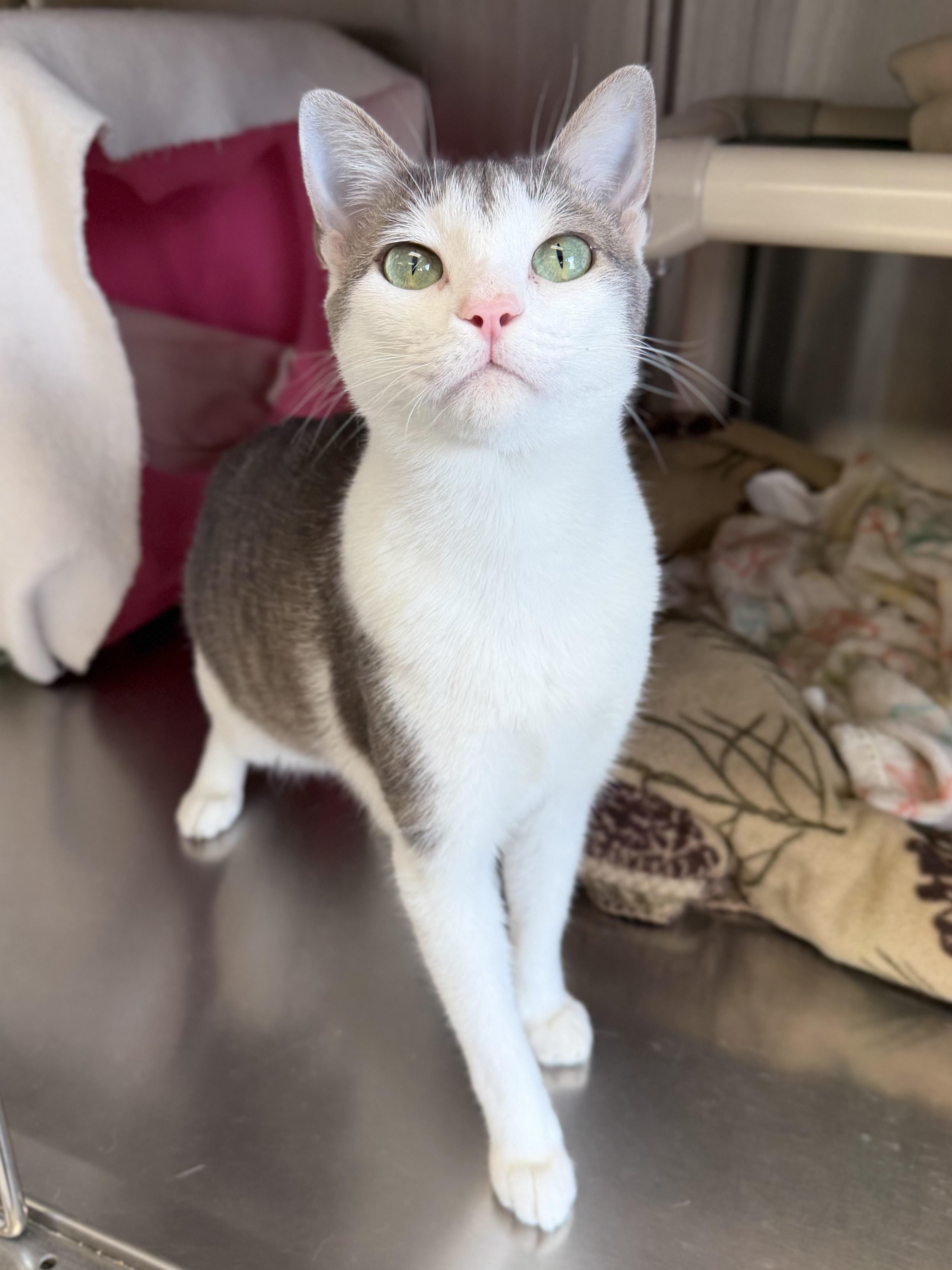 Enlarge Spaghetti, a ADOPTABLE Domestic Short Hair in Jefferson, WI image 4/6