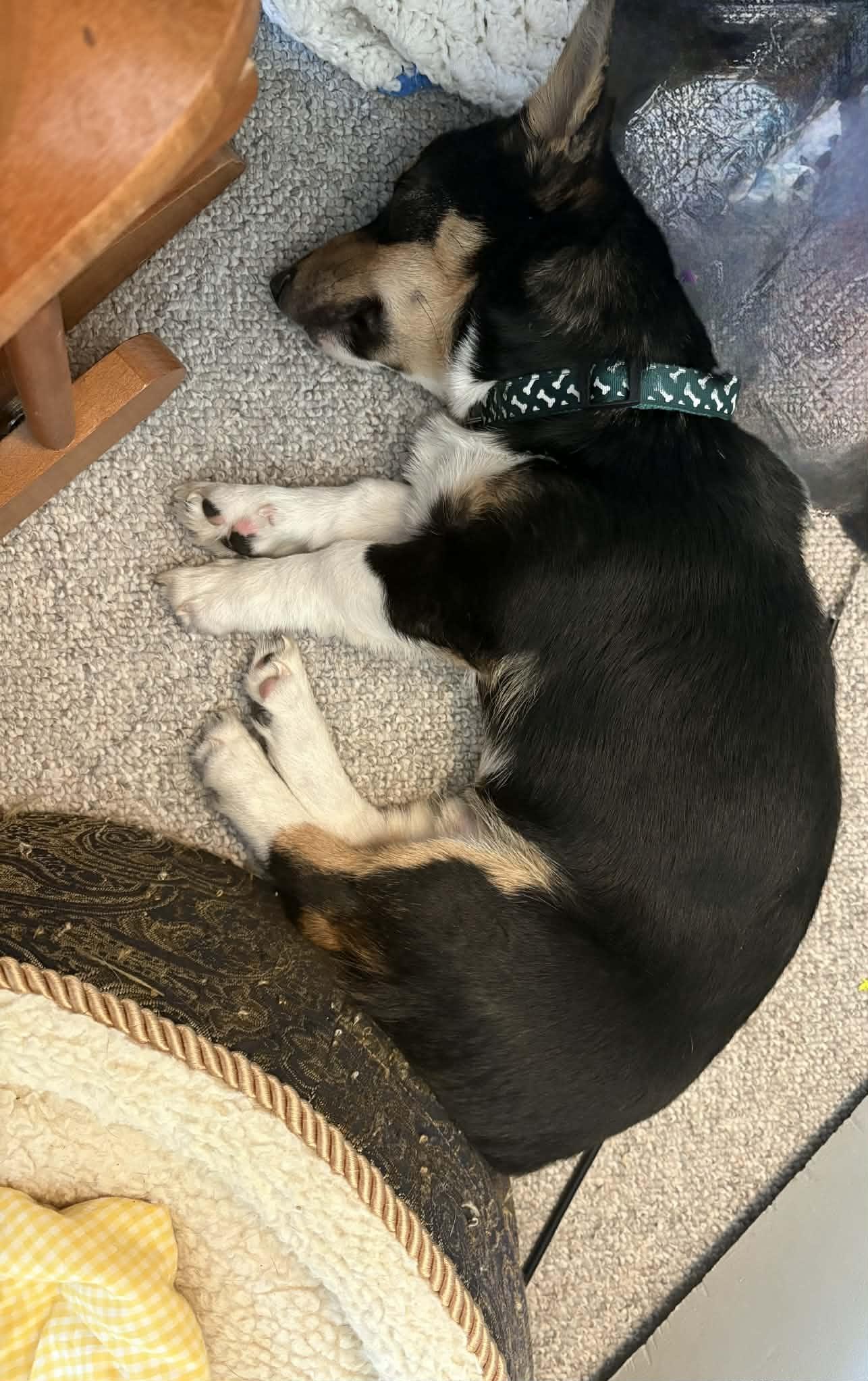 Enlarge Bandit, an adopted Corgi in Chatham, ON image 3/4