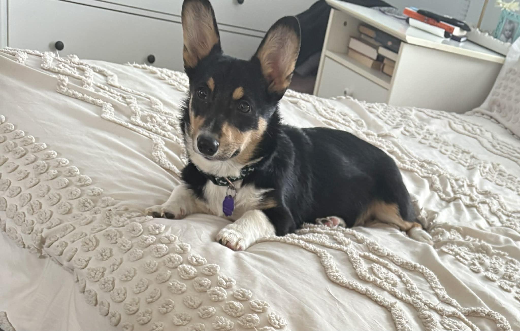 Enlarge Bandit, an adopted Corgi in Chatham, ON image 2/4