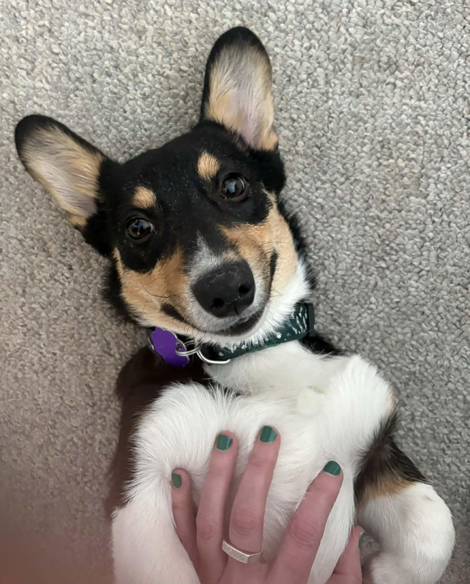 Bandit, adopted, Puppy Male Corgi.