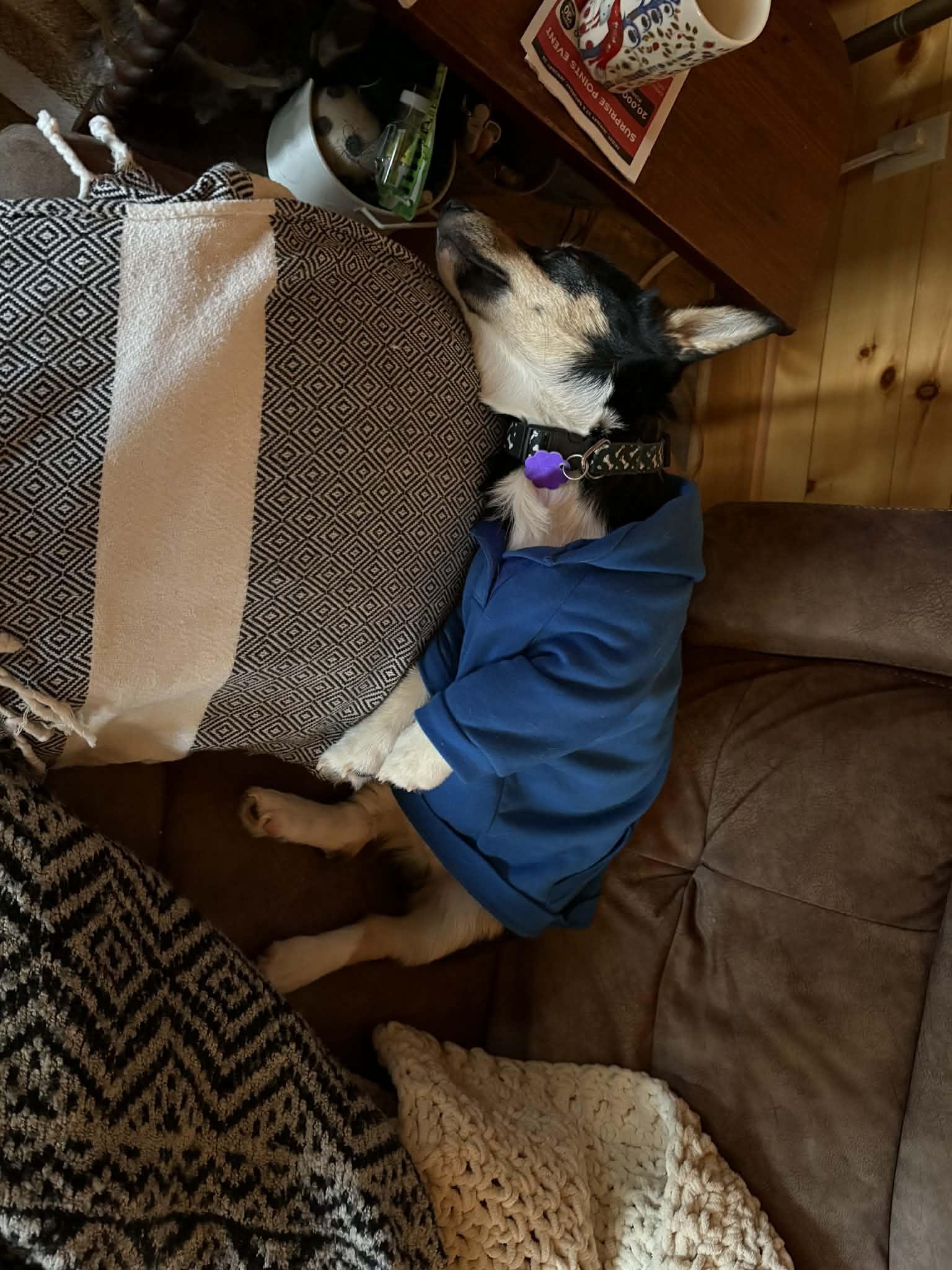 Enlarge Bandit, an adopted Corgi in Chatham, ON image 4/4