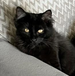 Enlarge Sammy, a Adoptable Domestic Medium Hair in St Catharines, ON image 1/1