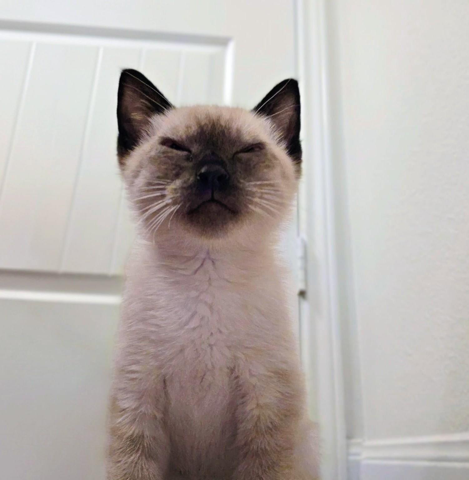 Enlarge Ube, an adopted Domestic Short Hair in Indianapolis, IN image 4/6