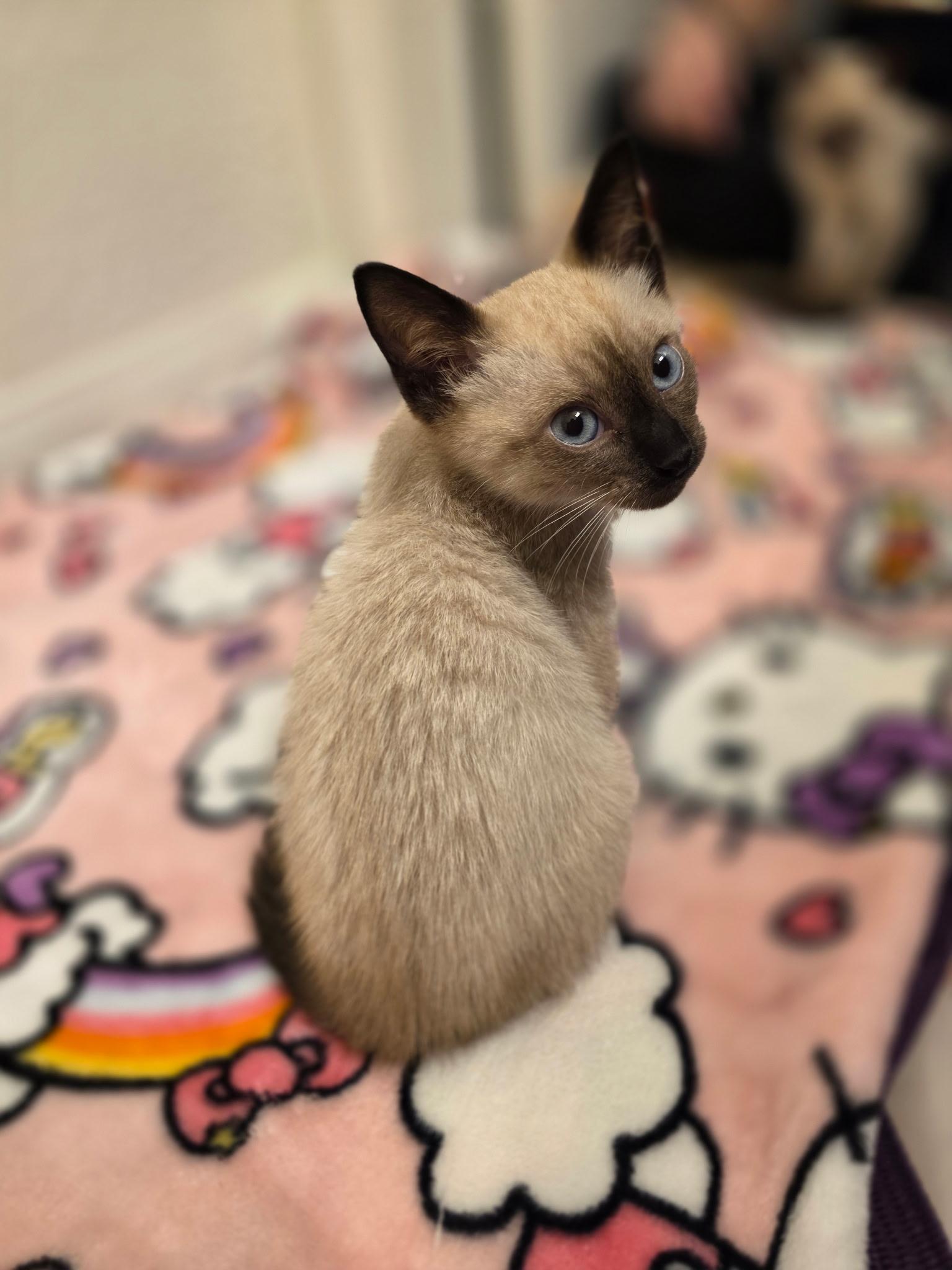 Enlarge Ube, an adopted Domestic Short Hair in Indianapolis, IN image 6/6