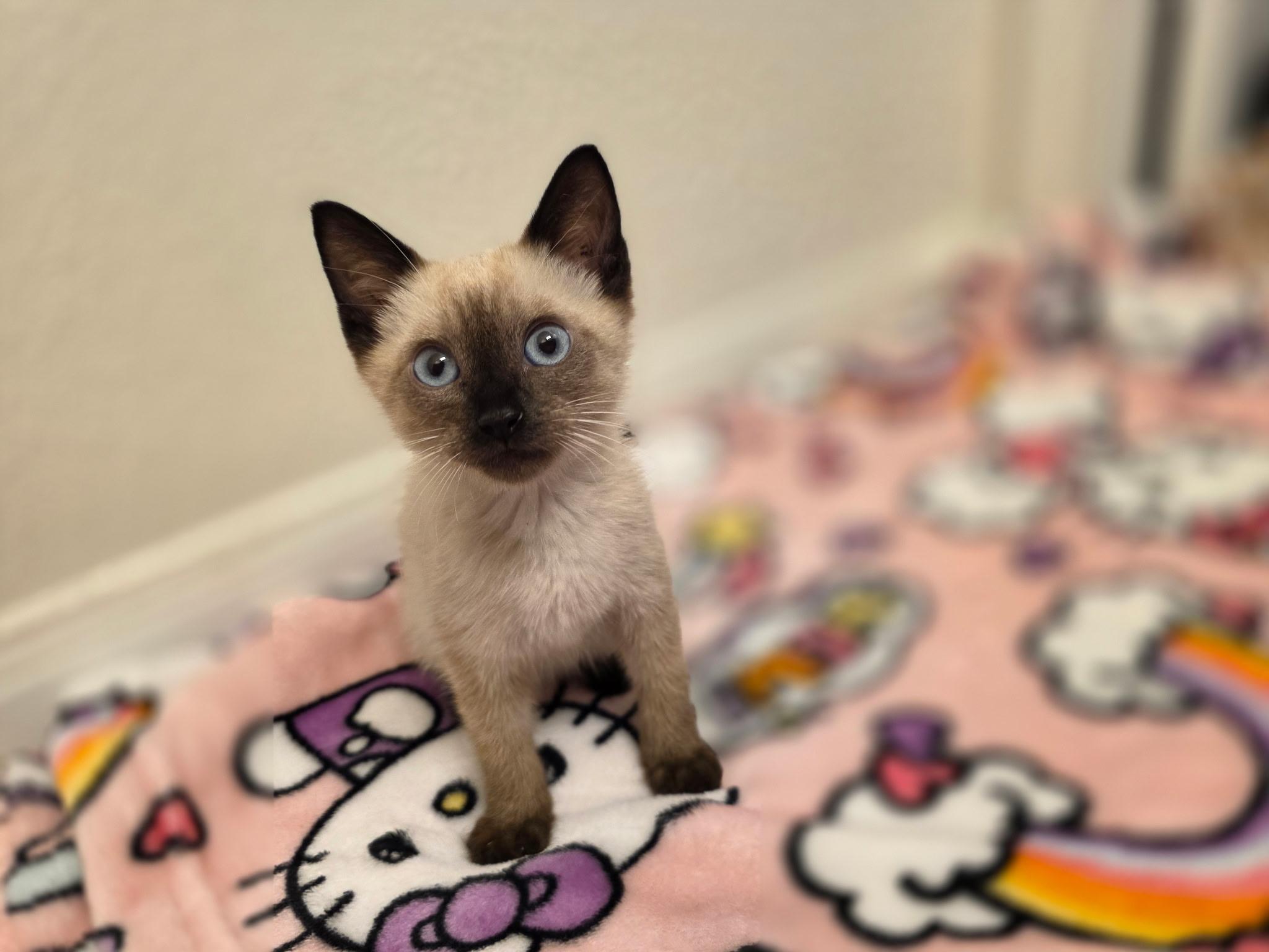 Ube, adopted, Kitten Male Domestic Short Hair.