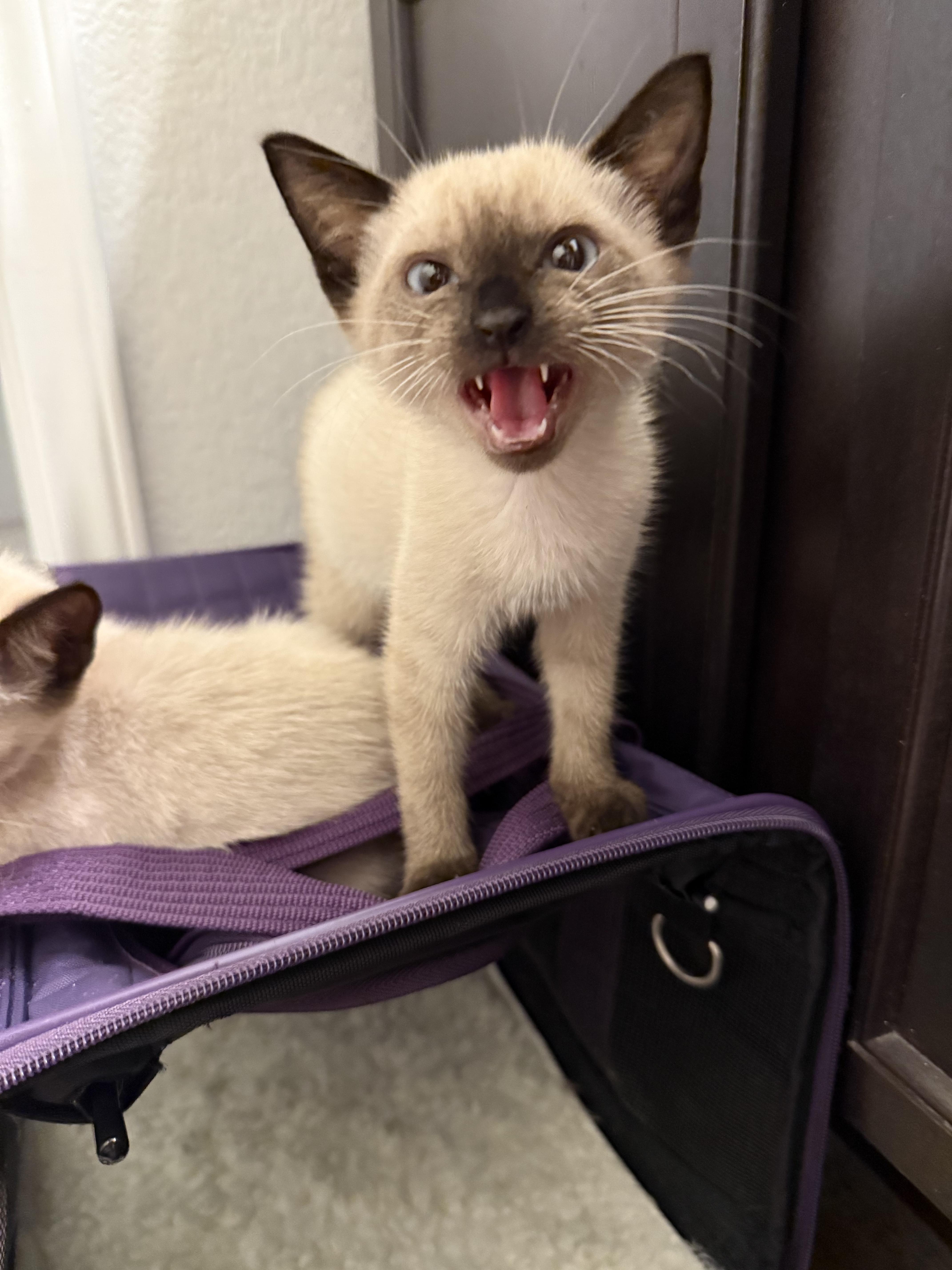 Enlarge Ube, an adopted Domestic Short Hair in Indianapolis, IN image 5/6