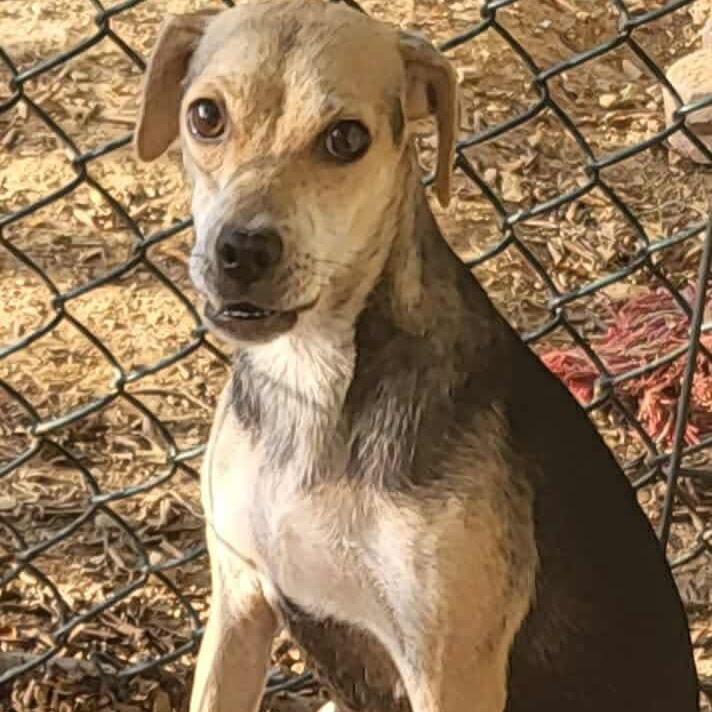 Enlarge Smilee, a Adoptable mixed breed in Ferndale, MI image 1/3