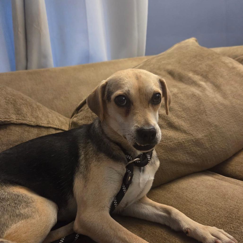 Enlarge Smilee, a Adoptable mixed breed in Ferndale, MI image 2/3