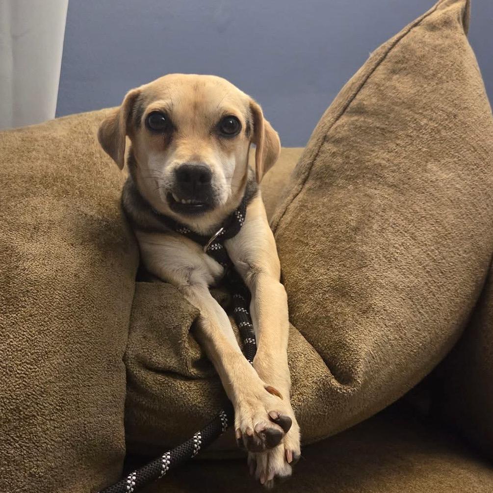 Enlarge Smilee, a Adoptable mixed breed in Ferndale, MI image 3/3