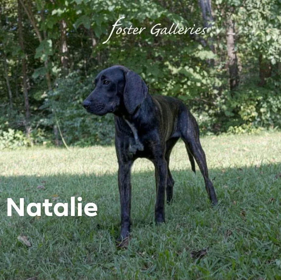 Enlarge Natalie, a Adoptable Plott Hound in Spring Hill, TN image 1/1