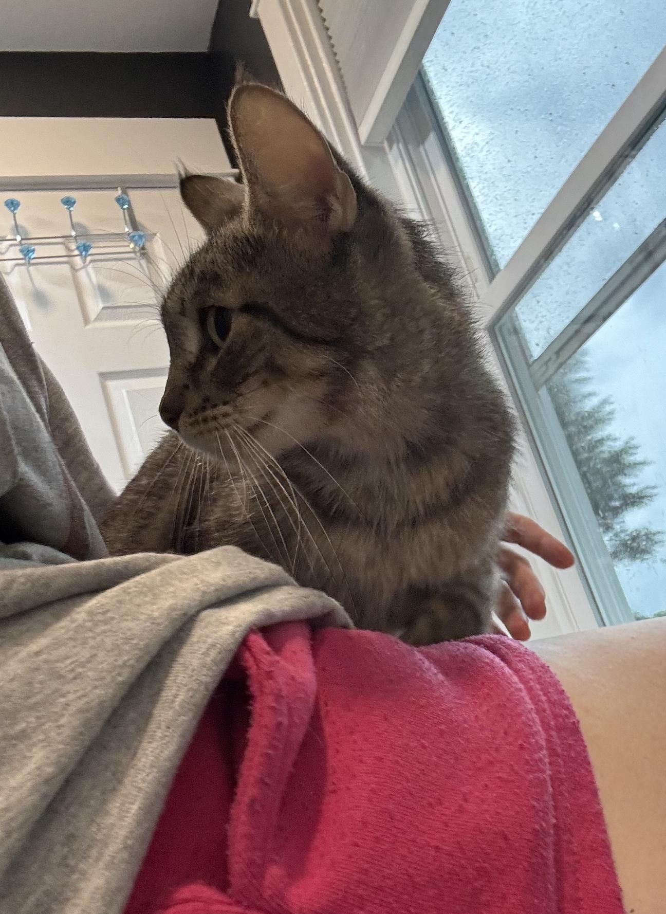 Fairway, Adoptable, Adult Female Domestic Short Hair.