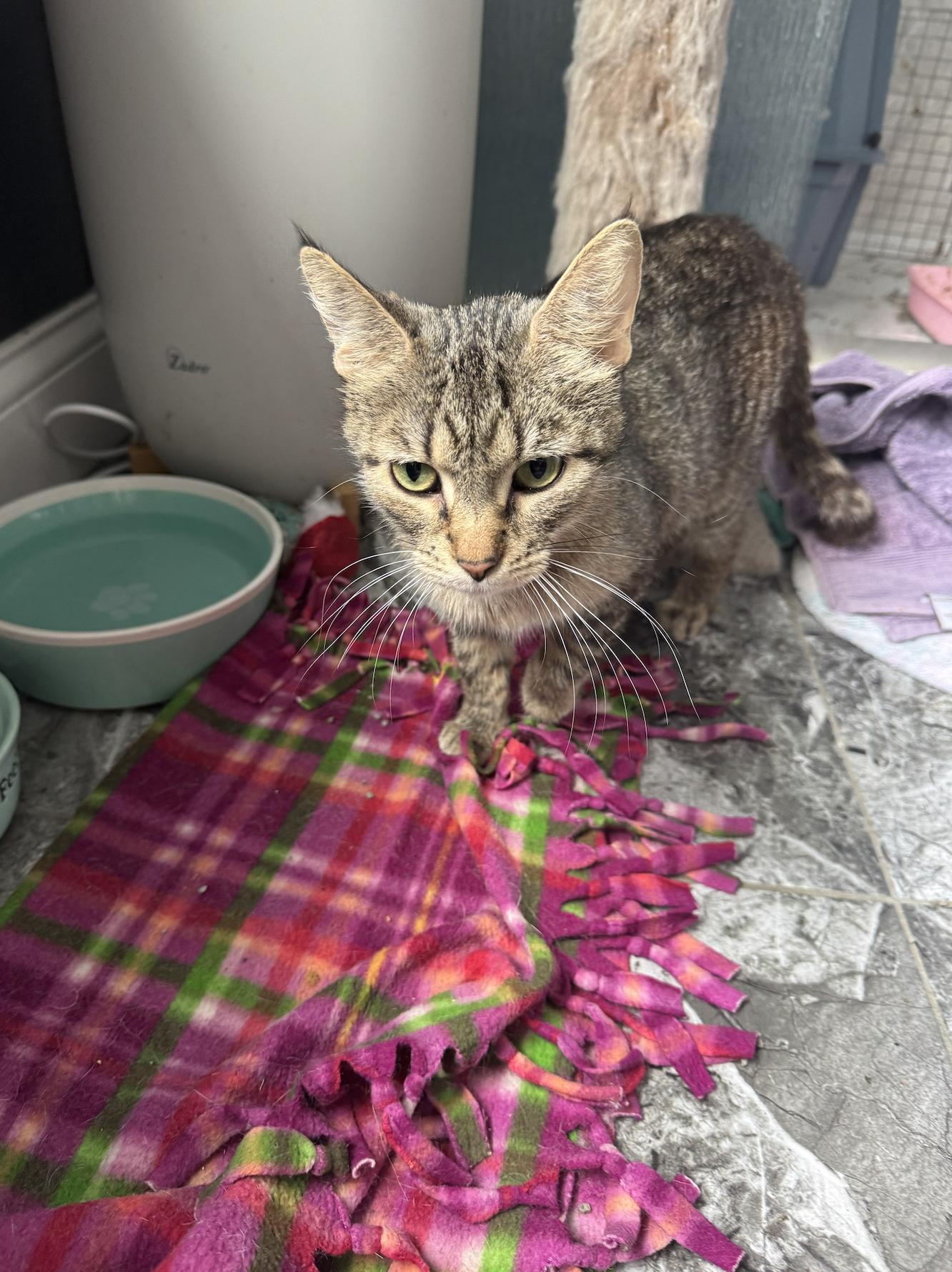 Enlarge Fairway, a Adoptable Domestic Short Hair in Wheaton, IL image 2/3