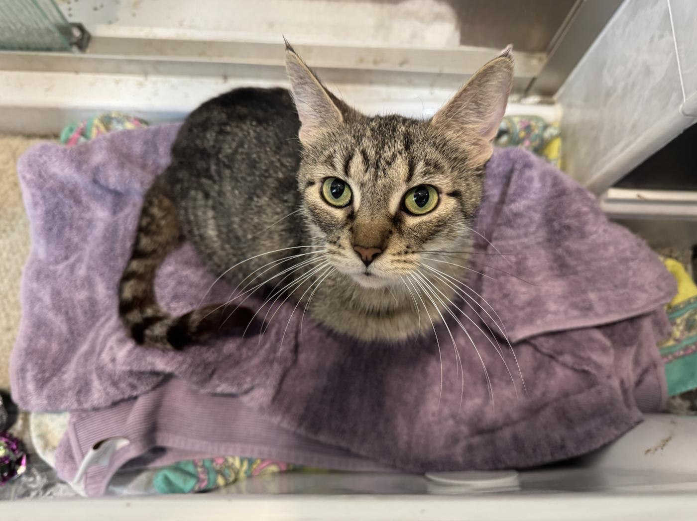 Enlarge Fairway, a Adoptable Domestic Short Hair in Wheaton, IL image 3/3