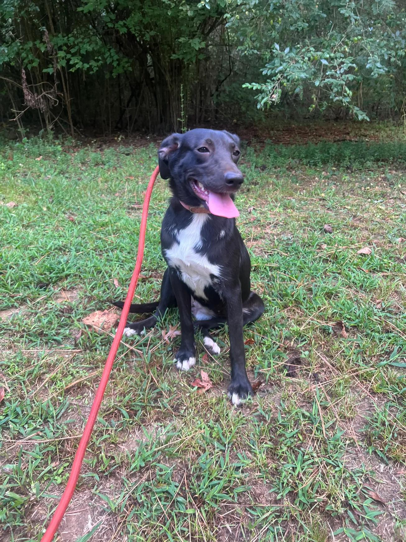 Enlarge Maggie, an adopted mixed breed in judsonia, AR image 1/3