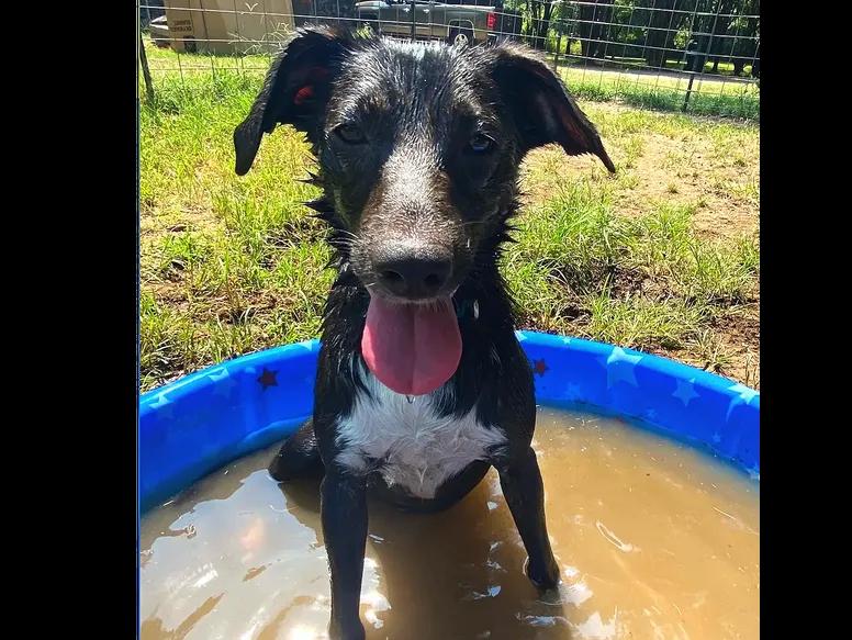 Enlarge Maggie, an adopted mixed breed in judsonia, AR image 2/3