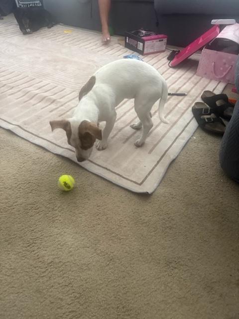 Enlarge BB-8, an adopted mixed breed in Monrovia , CA image 2/3