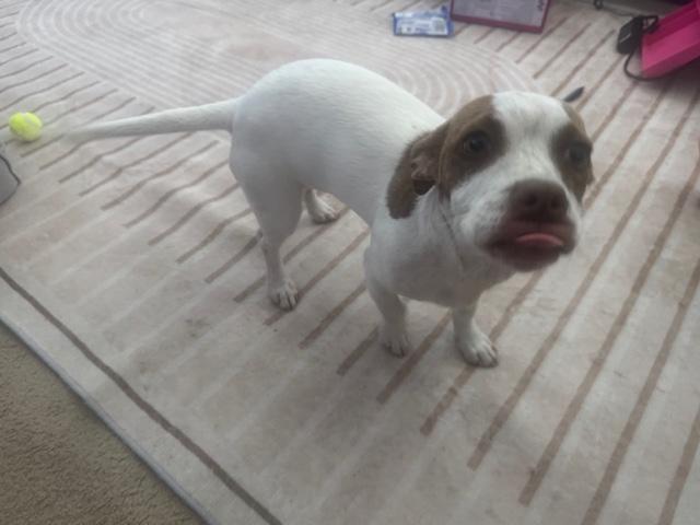 Enlarge BB-8, an adopted mixed breed in Monrovia , CA image 3/3