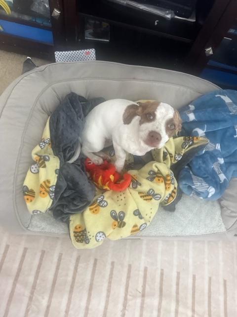 Enlarge BB-8, an adopted mixed breed in Monrovia , CA image 1/3