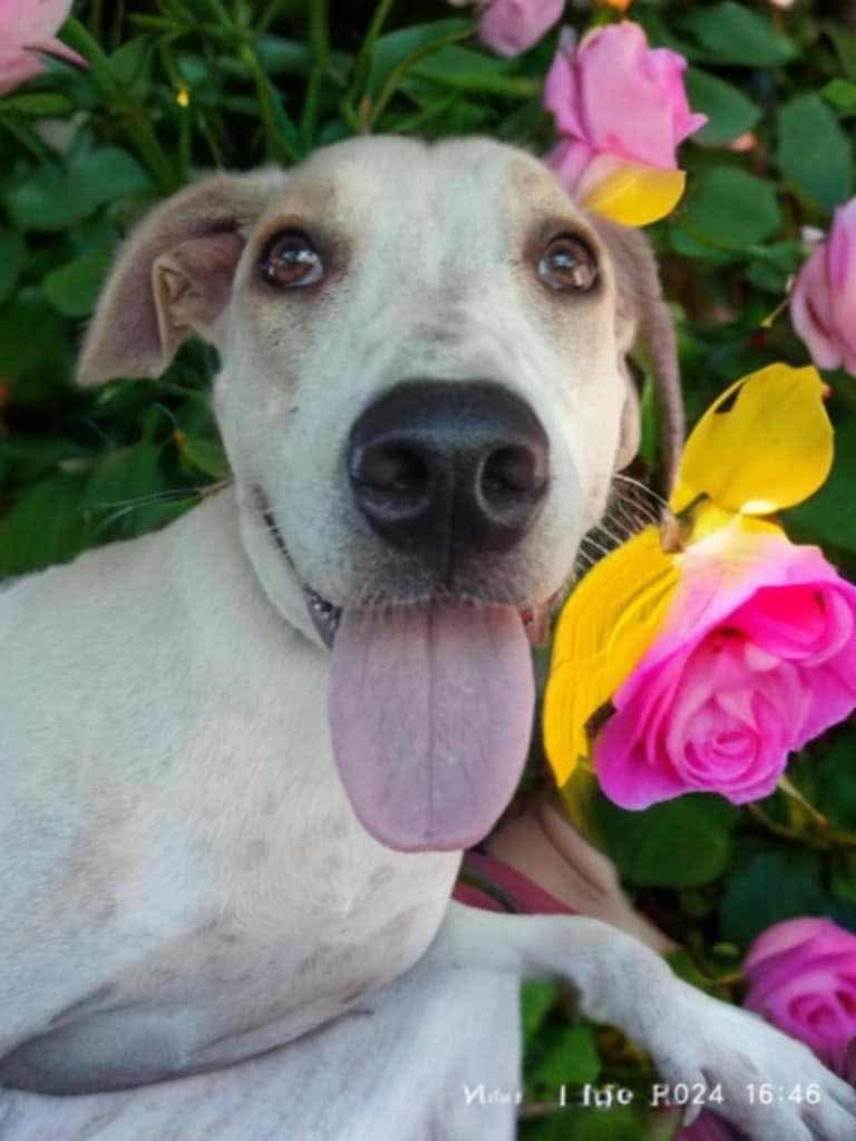 Enlarge Alec, a Adoptable Mixed Breed in Puyallup, WA image 4/5