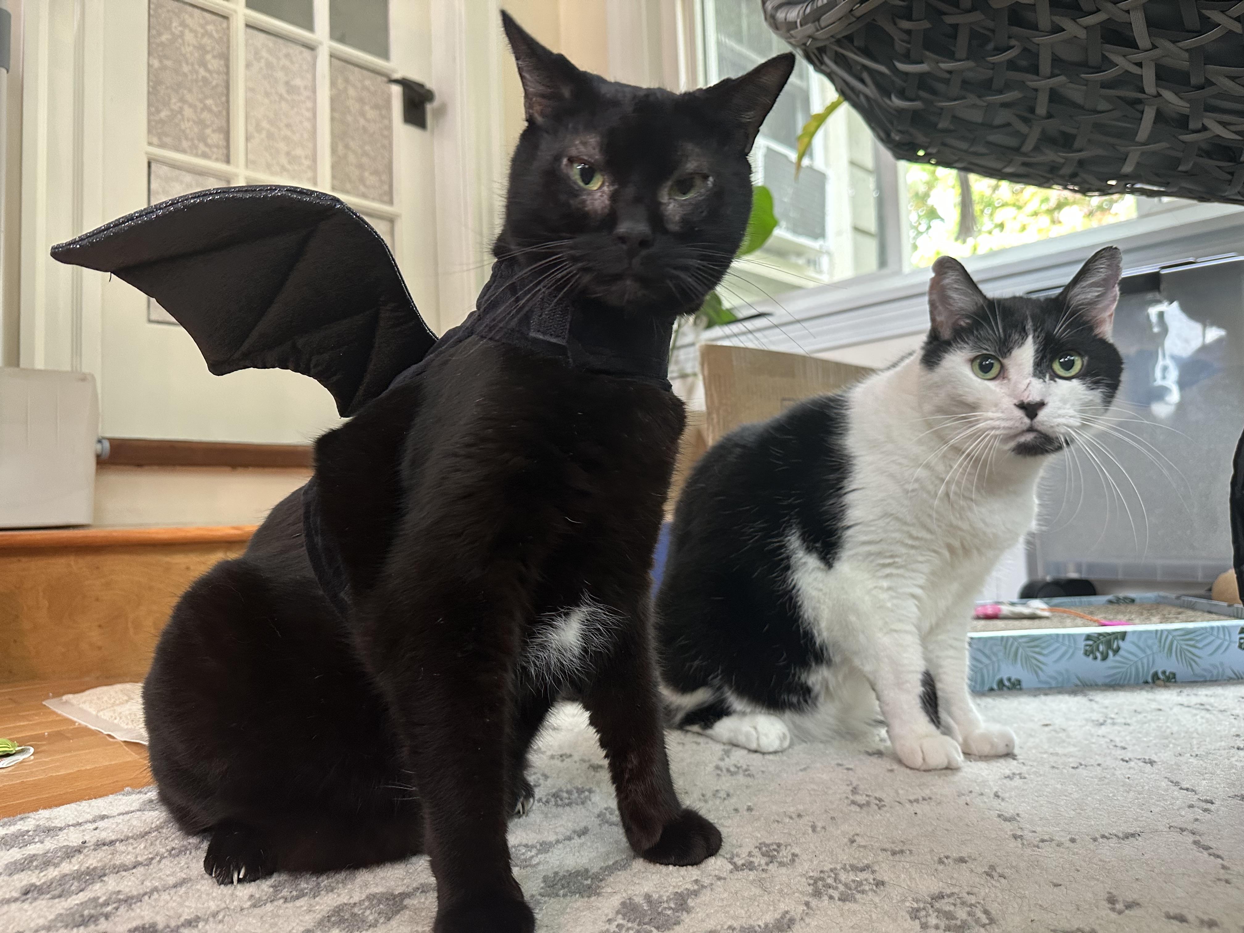 Enlarge Toby & Winston, a Adoptable Domestic Short Hair in Medford, MA image 1/6
