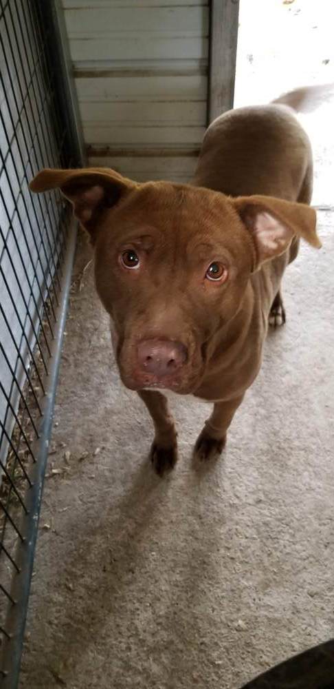 Spice, a Adoptable mixed breed image 1/4