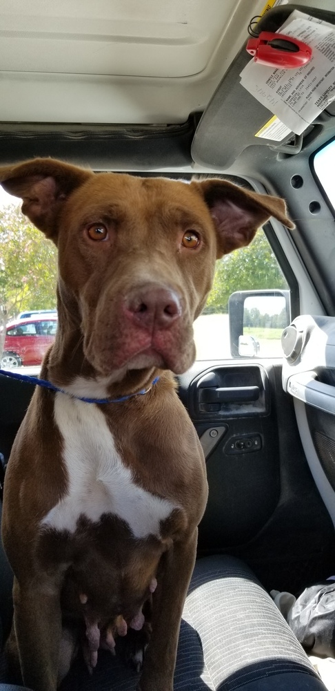 Spice, a Adoptable mixed breed image 2/4