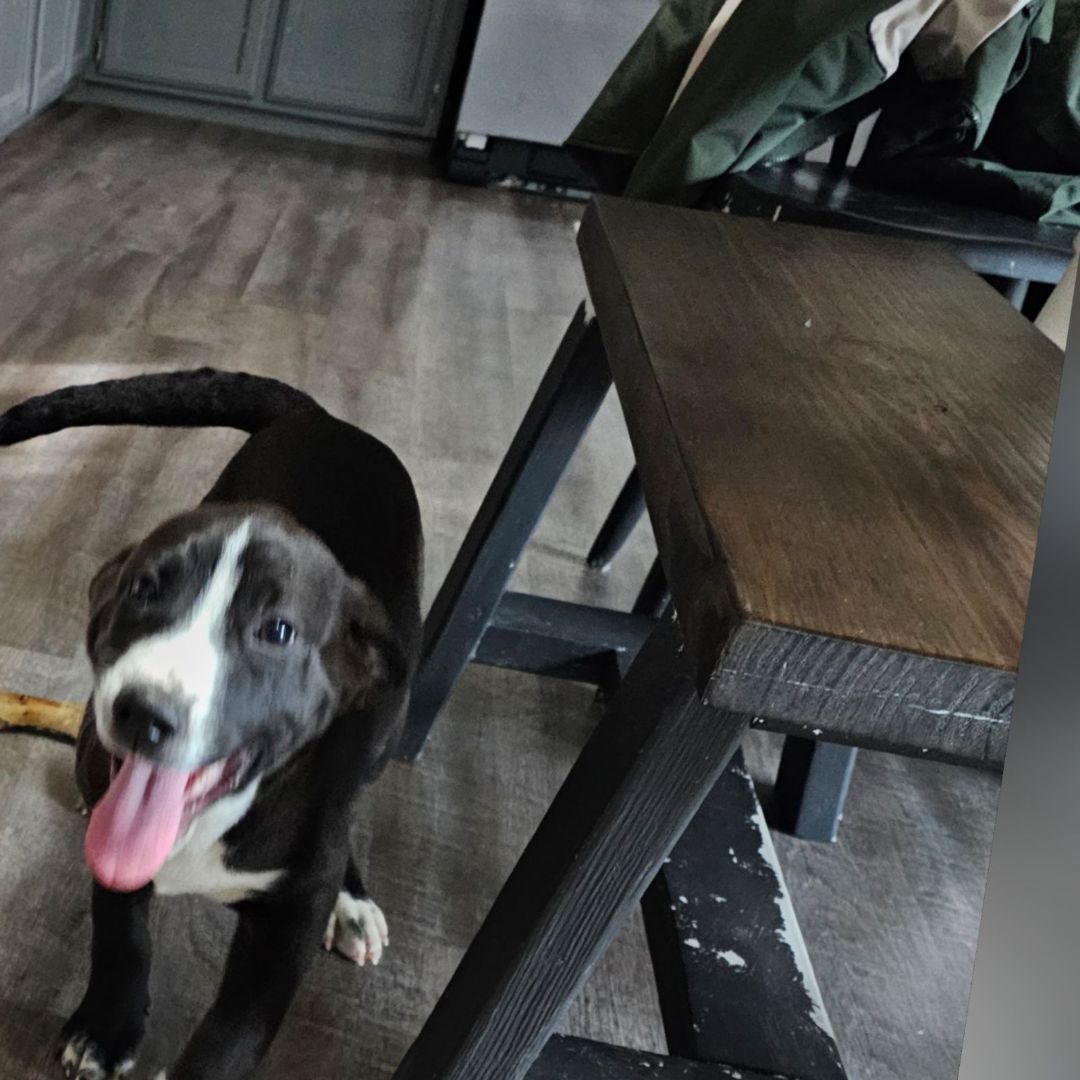 Enlarge Rowdy, a Adoptable mixed breed in Linton, IN image 1/2