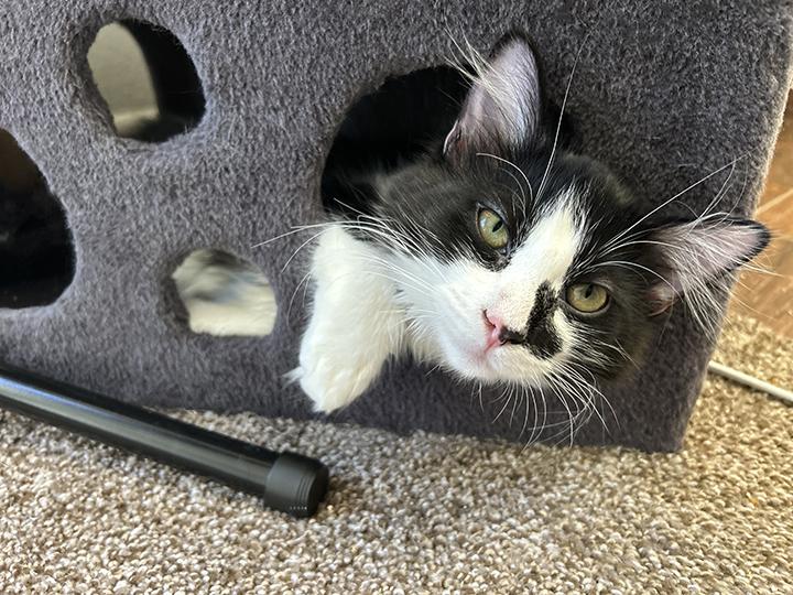 Eclypse, a Adoptable Domestic Medium Hair in Anaheim, CA image 3/6