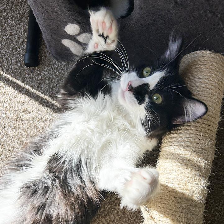 Eclypse, a Adoptable Domestic Medium Hair in Anaheim, CA image 1/6