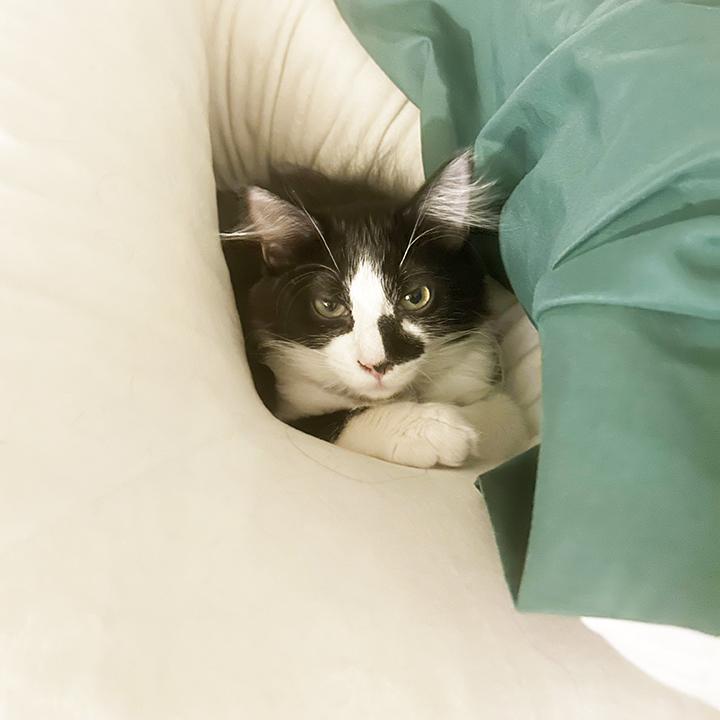 Eclypse, a Adoptable Domestic Medium Hair in Anaheim, CA image 2/6