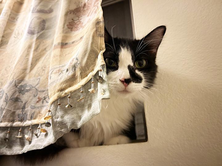 Enlarge Eclypse, a Adoptable Domestic Medium Hair in Anaheim, CA image 2/6