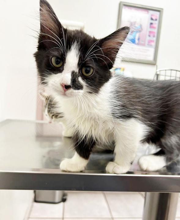 Eclypse, a Adoptable Domestic Medium Hair in Anaheim, CA image 5/6