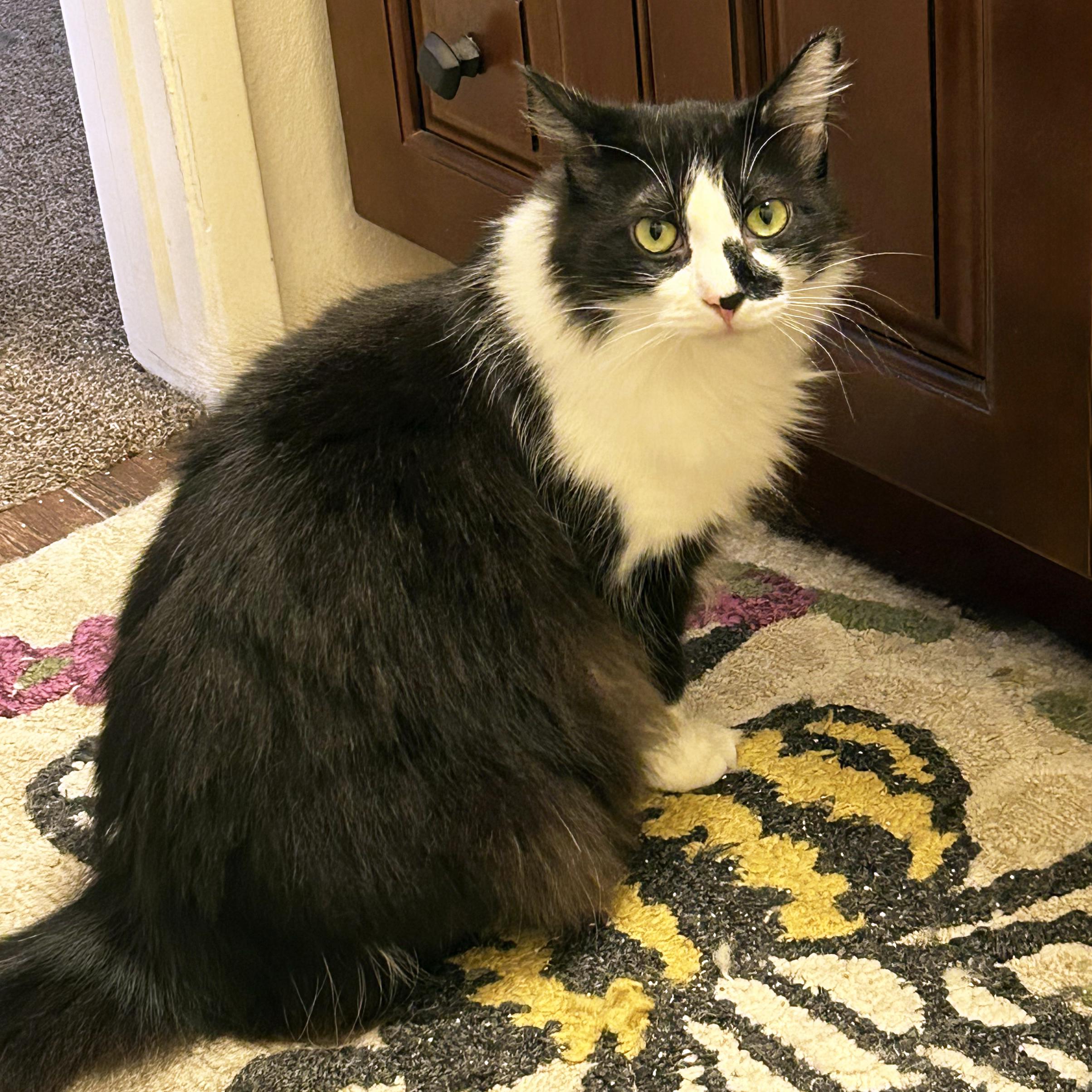 Enlarge Eclypse, a Adoptable Domestic Medium Hair in Anaheim, CA image 1/6