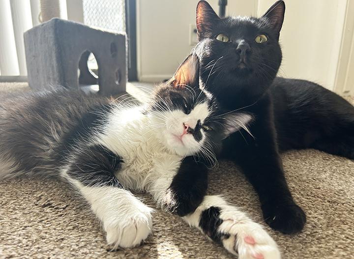 Enlarge Eclypse, a Adoptable Domestic Medium Hair in Anaheim, CA image 5/6