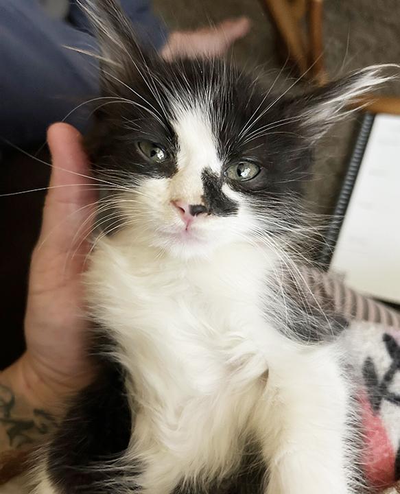 Eclypse, a Adoptable Domestic Medium Hair in Anaheim, CA image 6/6