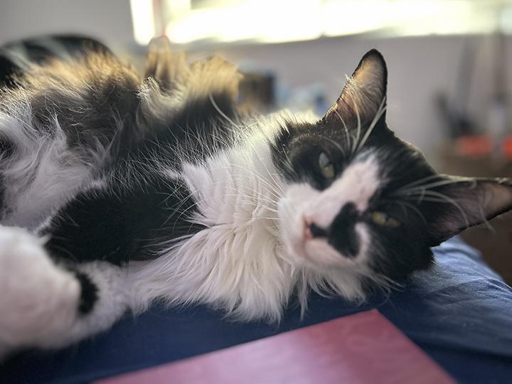 Enlarge Eclypse, a Adoptable Domestic Medium Hair in Anaheim, CA image 6/6