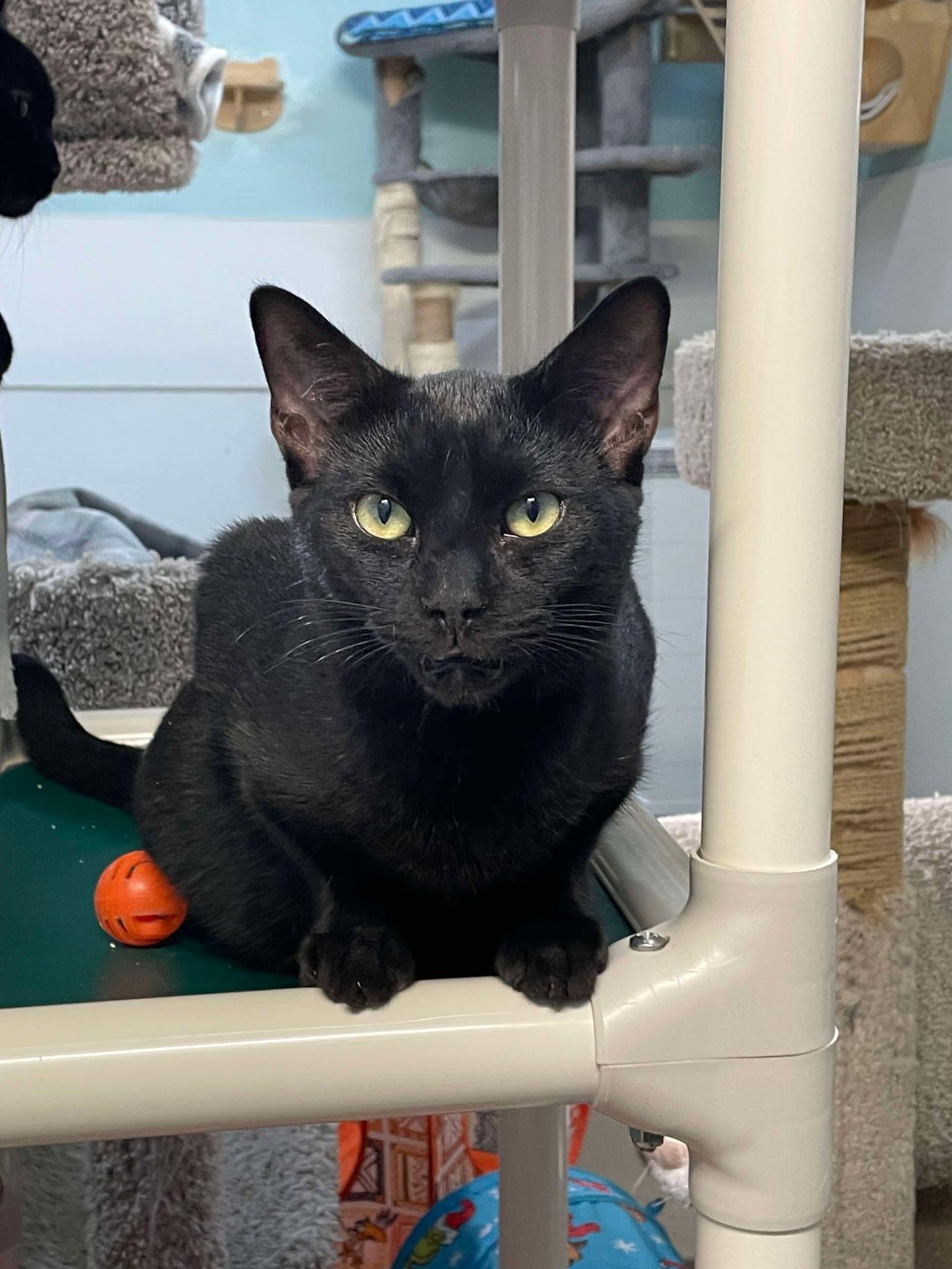 Cosmos, a Adopted Domestic Short Hair in Gonic, NH image 1/3