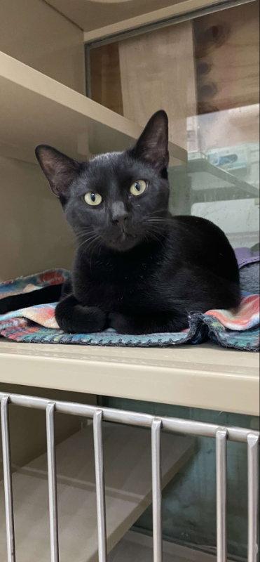Cosmos, a Adopted Domestic Short Hair in Gonic, NH image 2/3