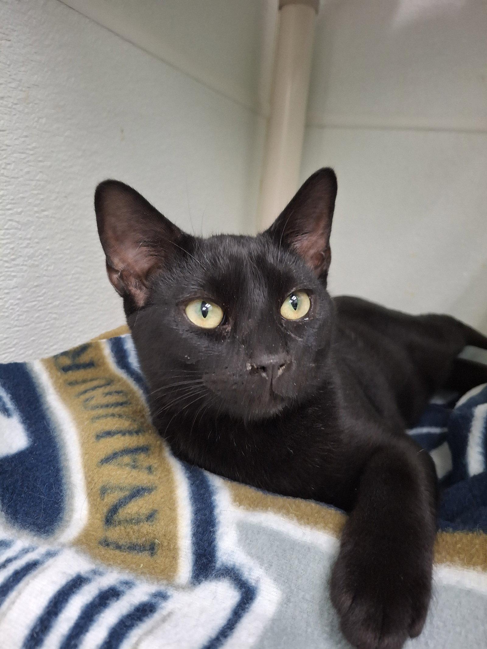 Cosmos, a Adopted Domestic Short Hair in Gonic, NH image 3/3